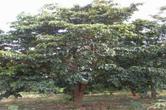 Sterculia guttata